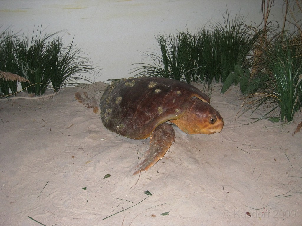 Disney 2010 D2 1340.jpg - January 9-11, 2010 Disney World Florida. Went to run the marathon. Sunday 5:40 AM start the race! Finish, go take a hot shower! Paul drove us over to Kennedy Space Center. Then buffet at Animal Kingdom for dinner!